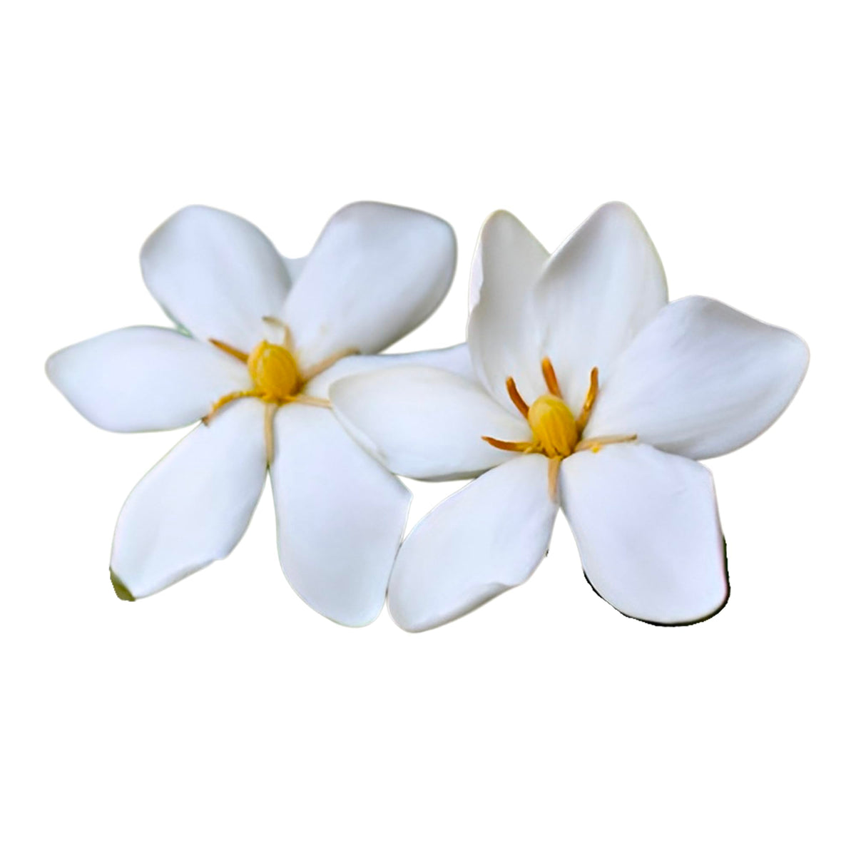 White Gardenia Plant 3 Feet Tall L470985
