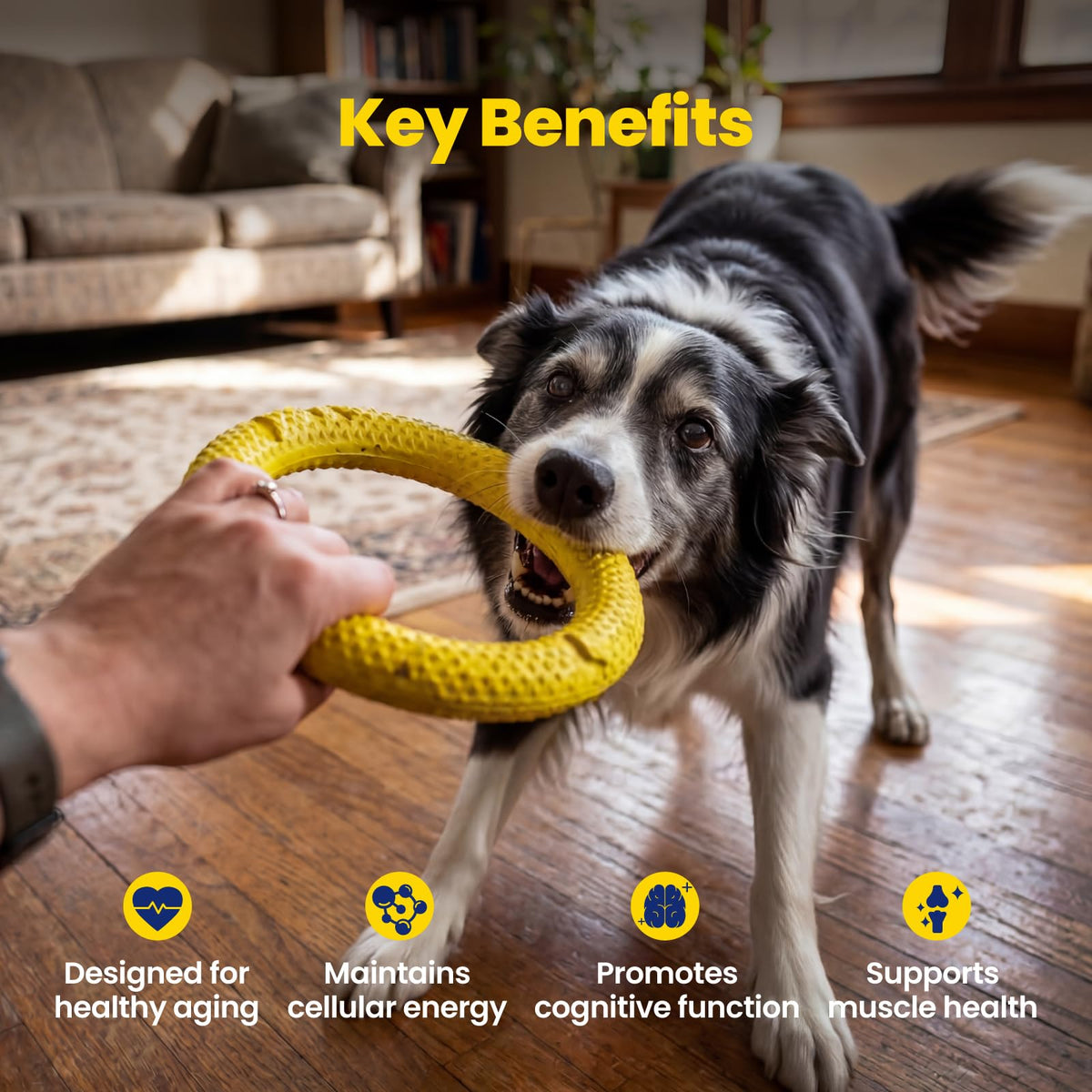 90 Soft Chews NAD+ Precursor Senior Dog Supplement E24227
