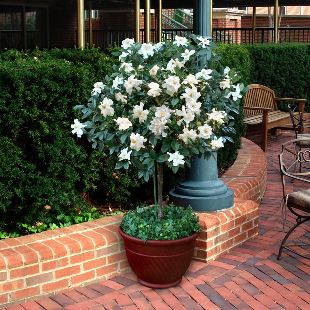 Gardenia Aromatic 2 x 2 inch Cups Z5764