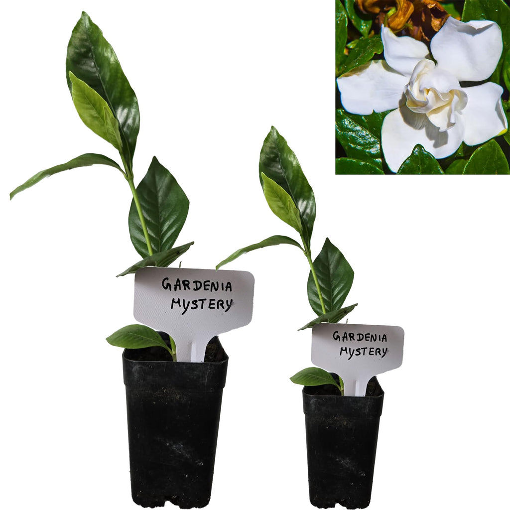 Gardenia Aromatic 2 x 2 inch Cups Z5764