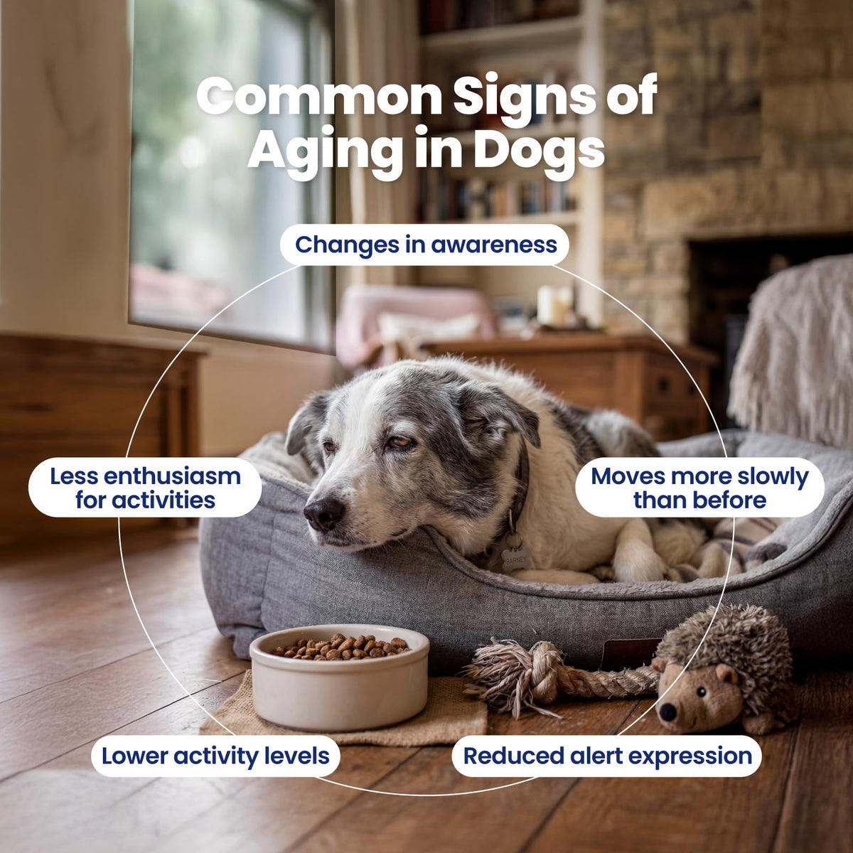 90 Soft Chews NAD+ Precursor Senior Dog Supplement E24227