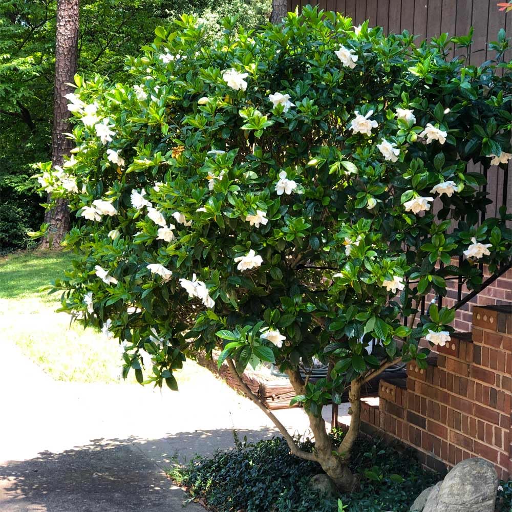 Gardenia Aromatic 2 x 2 inch Cups Z5764