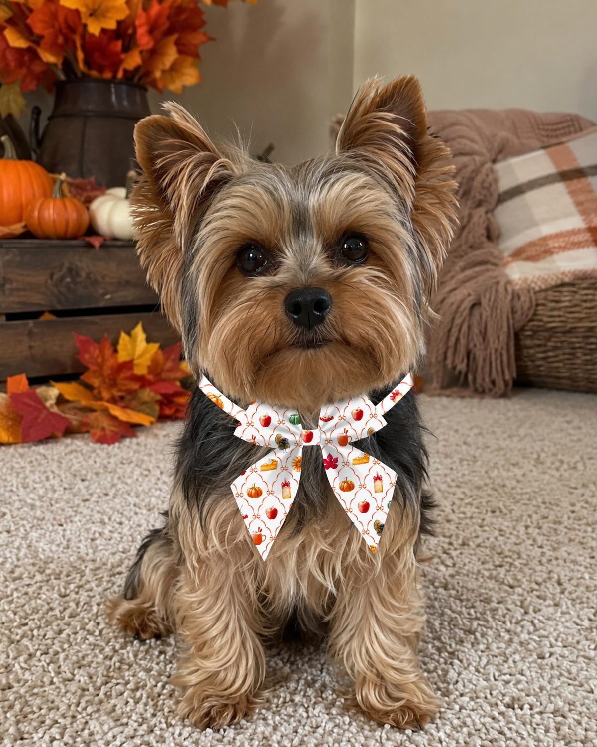 50 Pack Dog Bowties Y4491