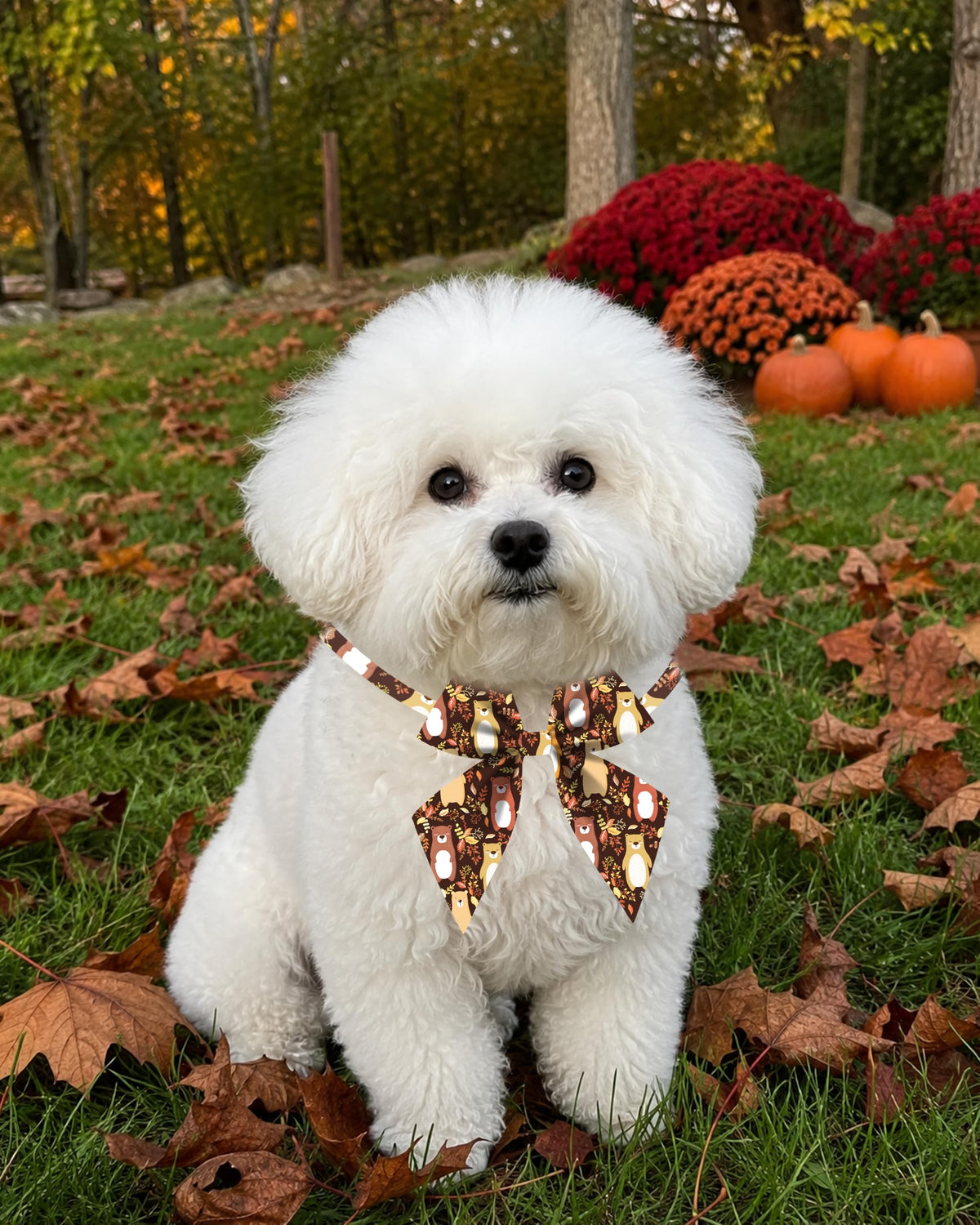 50 Pack Dog Bowties Y4491